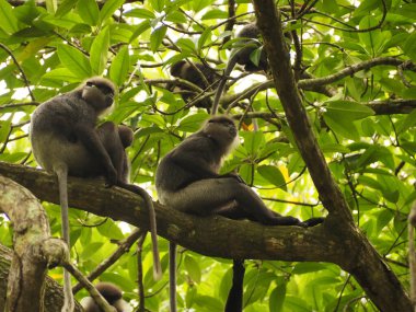 wild monkeys in sri lanka