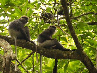 wild monkeys in sri lanka