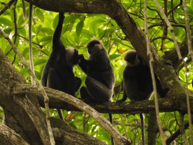 wild monkeys in sri lanka