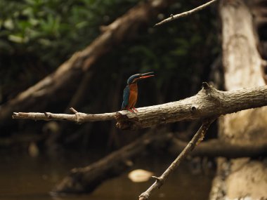 Sri Lanka 'da vahşi bir kuş