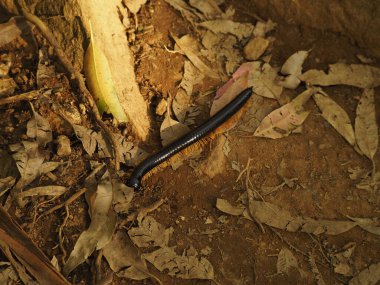 Sri Lanka 'da vahşi kırkayak