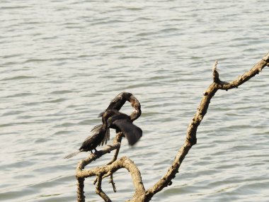 Sri Lanka 'da vahşi bir kuş