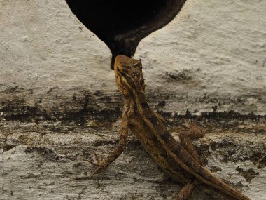 wild lizard in sri lanka