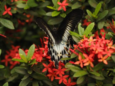 wild butterfly in sri lanka