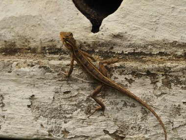 wild lizard in sri lanka