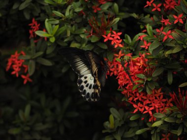 wild butterfly in sri lanka