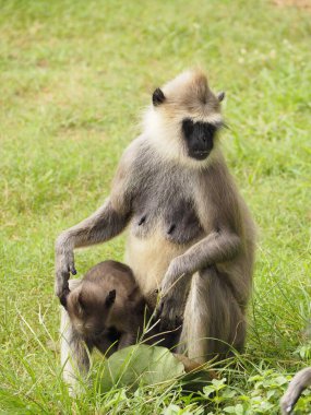 wild monkeys in sri lanka