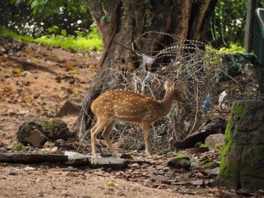 wild deer in sri lanka