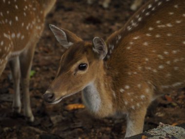 wild deer in sri lanka