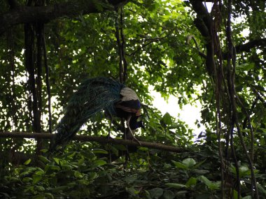 wild peacock in sri lanka