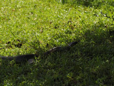 Sri Lanka 'da vahşi bir yılan