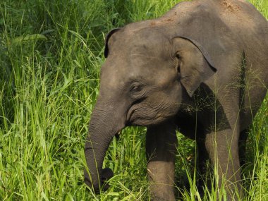 Sri Lanka vahşi filler