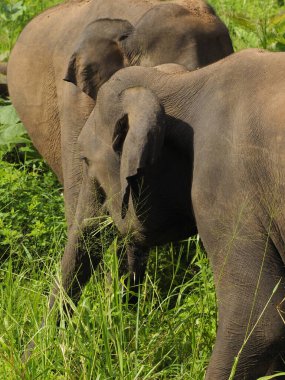 Sri Lanka vahşi filler