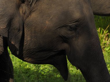 Sri Lanka vahşi filler