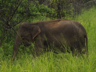 Sri Lanka vahşi filler