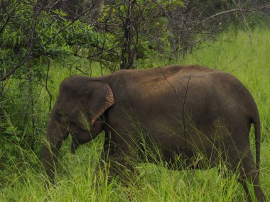 Sri Lanka vahşi filler