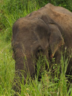 Sri Lanka vahşi filler