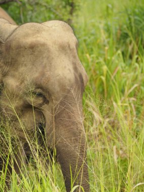 Sri Lanka vahşi filler
