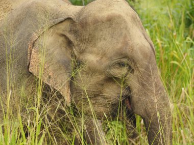 Sri Lanka vahşi filler