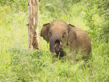 Sri Lanka vahşi filler