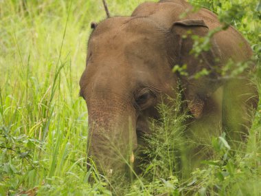Sri Lanka vahşi filler