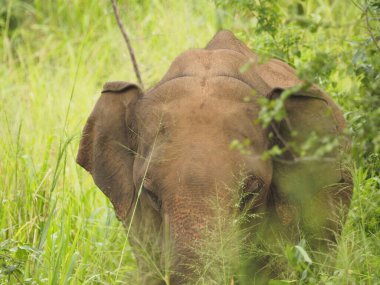 Sri Lanka vahşi filler