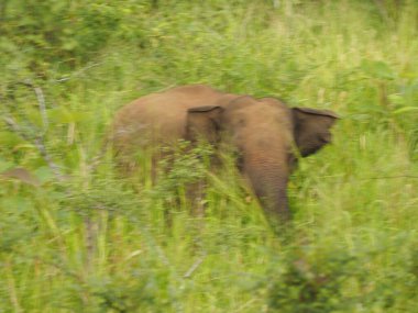 Sri Lanka vahşi filler
