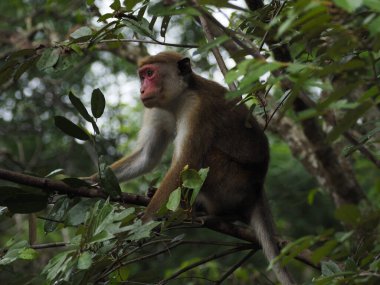 wild monkeys in sri lanka