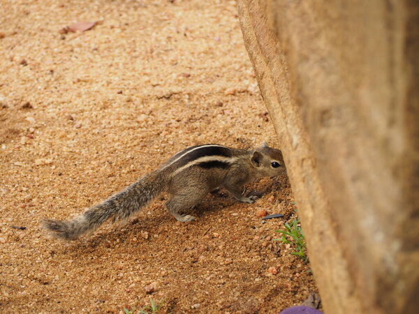wild squirrel in sri lanka