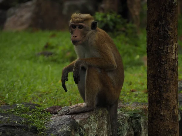 wild monkeys in sri lanka