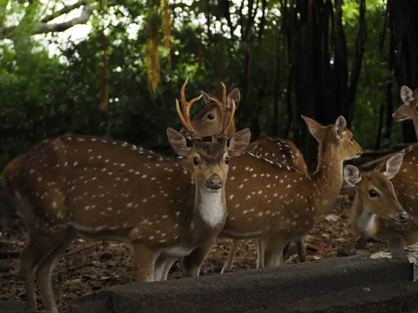 stock image wild deer in sri lanka