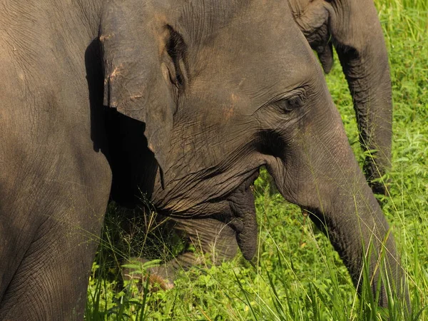 stock image wild elephants in sri lanka