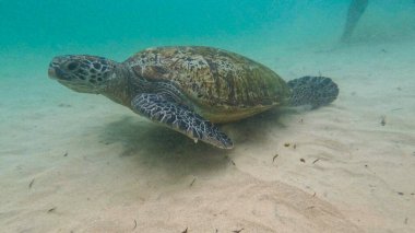 Sri Lanka 'da vahşi kaplumbağa