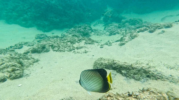 Sri Lanka 'da su altında vahşi yaşam