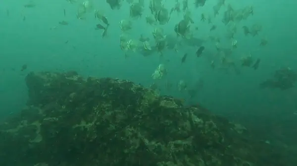 Bedava terzi ve balığın suyun altında fotoğrafı.