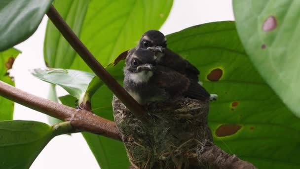 Dwa Młode Ptaki Siedzą Swoich Gniazdach Gałęziach Dużego Drzewa — Wideo stockowe