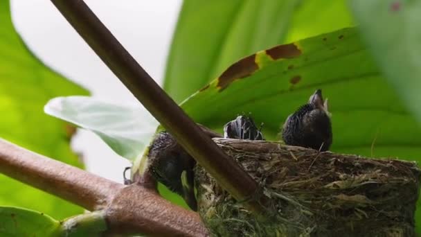Deux Jeunes Oiseaux Sont Dans Leurs Nids Sur Les Branches — Video