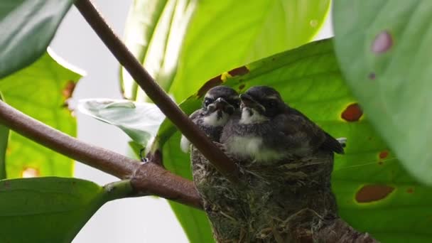 Mother Bird Flew Feed Two Chicks Nest Branch Large Tree — Stock Video