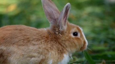 Arka bahçede taze ot yiyen sevimli bir tavşan Paskalya tavşanı.