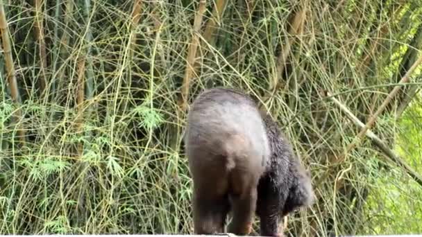Крупным Планом Видео Азиатского Черного Медведя Кружащегося Бревне — стоковое видео