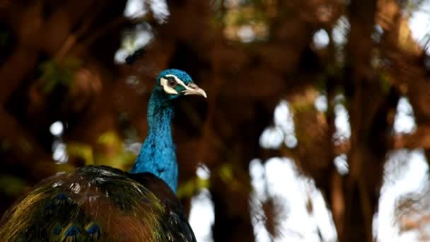 密切关注树上的孔雀鸟野生动物 — 图库视频影像