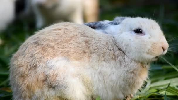 Nahaufnahme Kaninchen Niedlich Frisches Gras Essen Hinterhof Osterhase Ostern — Stockvideo