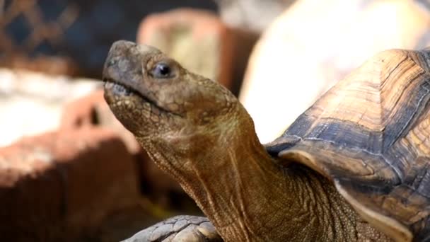 Yakından Bakınca Boynunu Kaldıran Büyük Bir Kaplumbağanın Görüntüsü Şüphe Uyandırıyor — Stok video