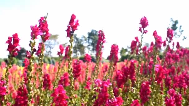 Red Dragon Flower Field Wind Blows — Vídeo de Stock