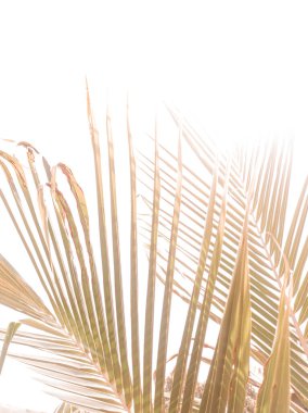 Palm leaf on white background - Vintage filter and sunflare effect. copyspace for texture background.