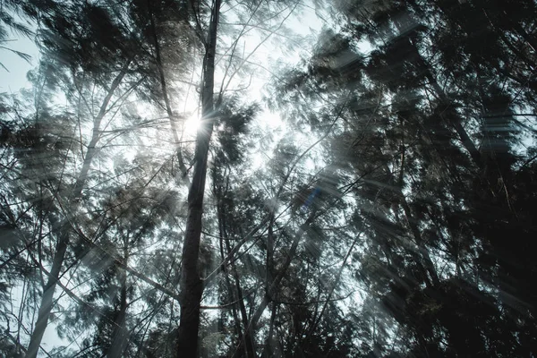 Sunlight through the branches of trees in the forest, Vintage tone, natural green background.