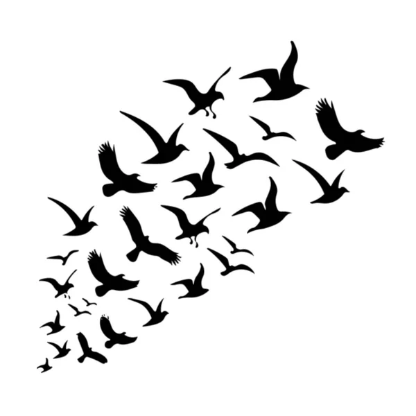 在白色背景下孤立的飞行鸟类群的黑色轮廓 鸟群的轮廓 鸟类群的简单例证 — 图库照片#