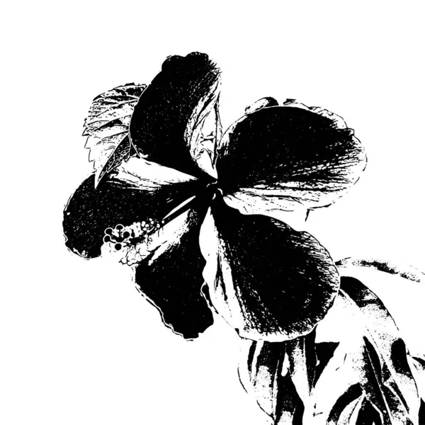 Hand Drawn Hibiscus Flower Black White Vector Illustration Isolated White — Stock Photo, Image