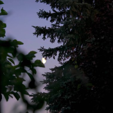 Ay ve dallar gökyüzüne karşı