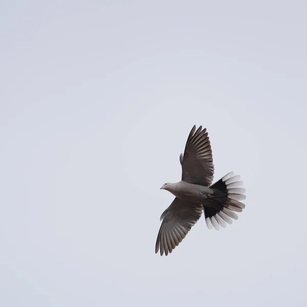 Περιστέρι Πετάει Φτερά Απλωμένα — Φωτογραφία Αρχείου